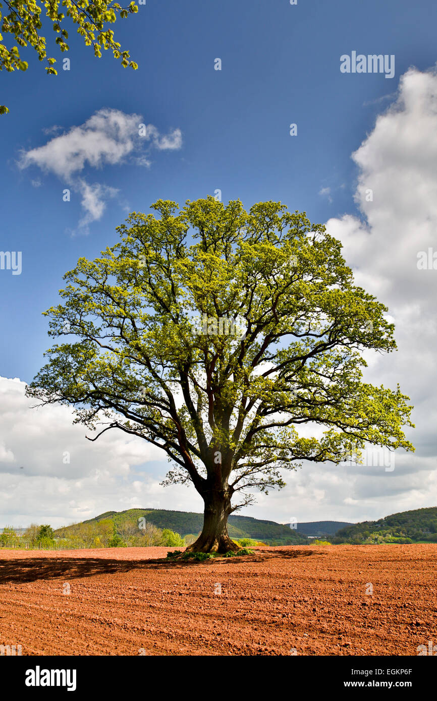 Arbre de chêne Quercus robur ; forêt de Dean ; UK Banque D'Images