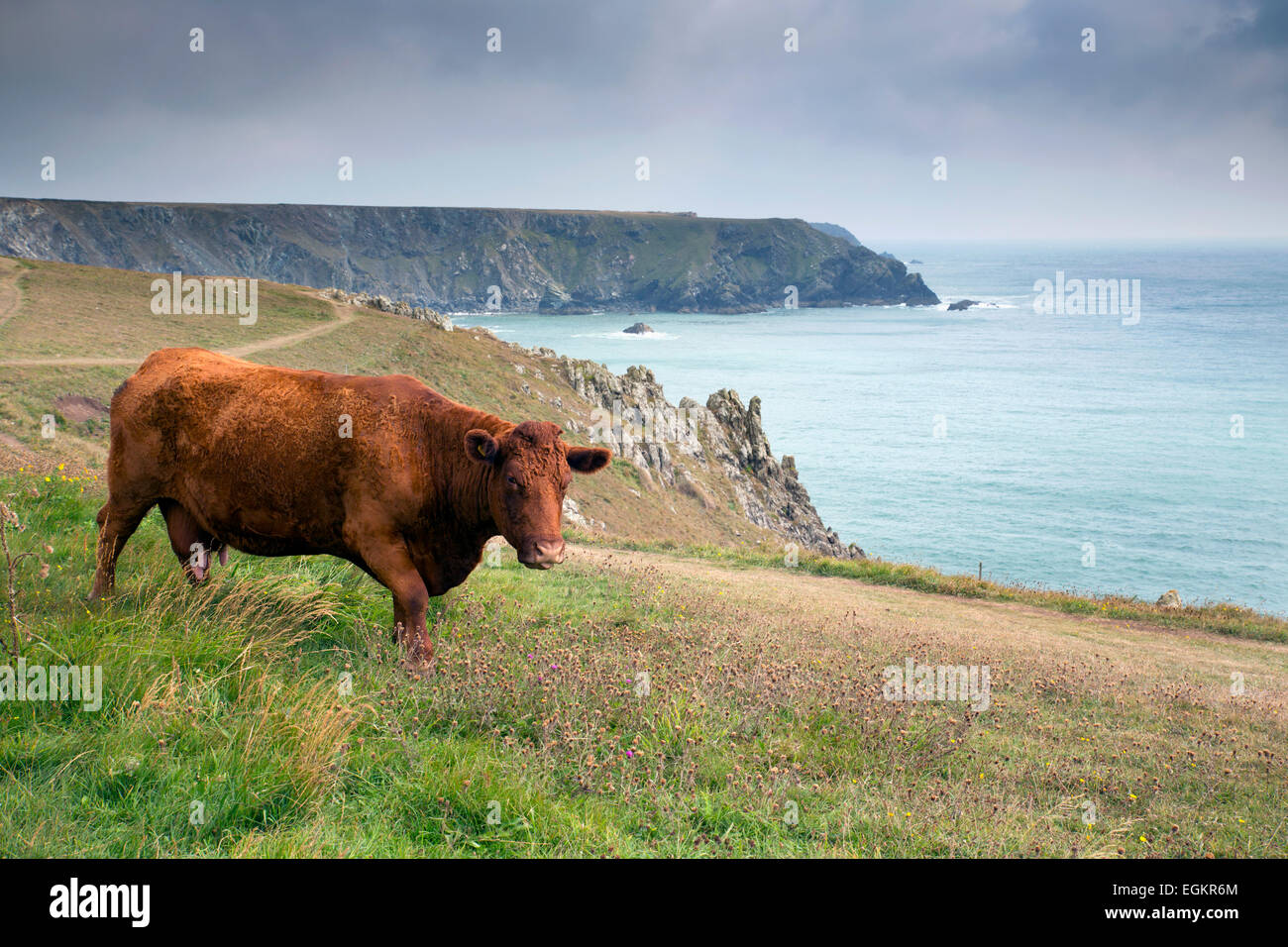 Les bovins ; Cornwall Devon rouge UK Banque D'Images