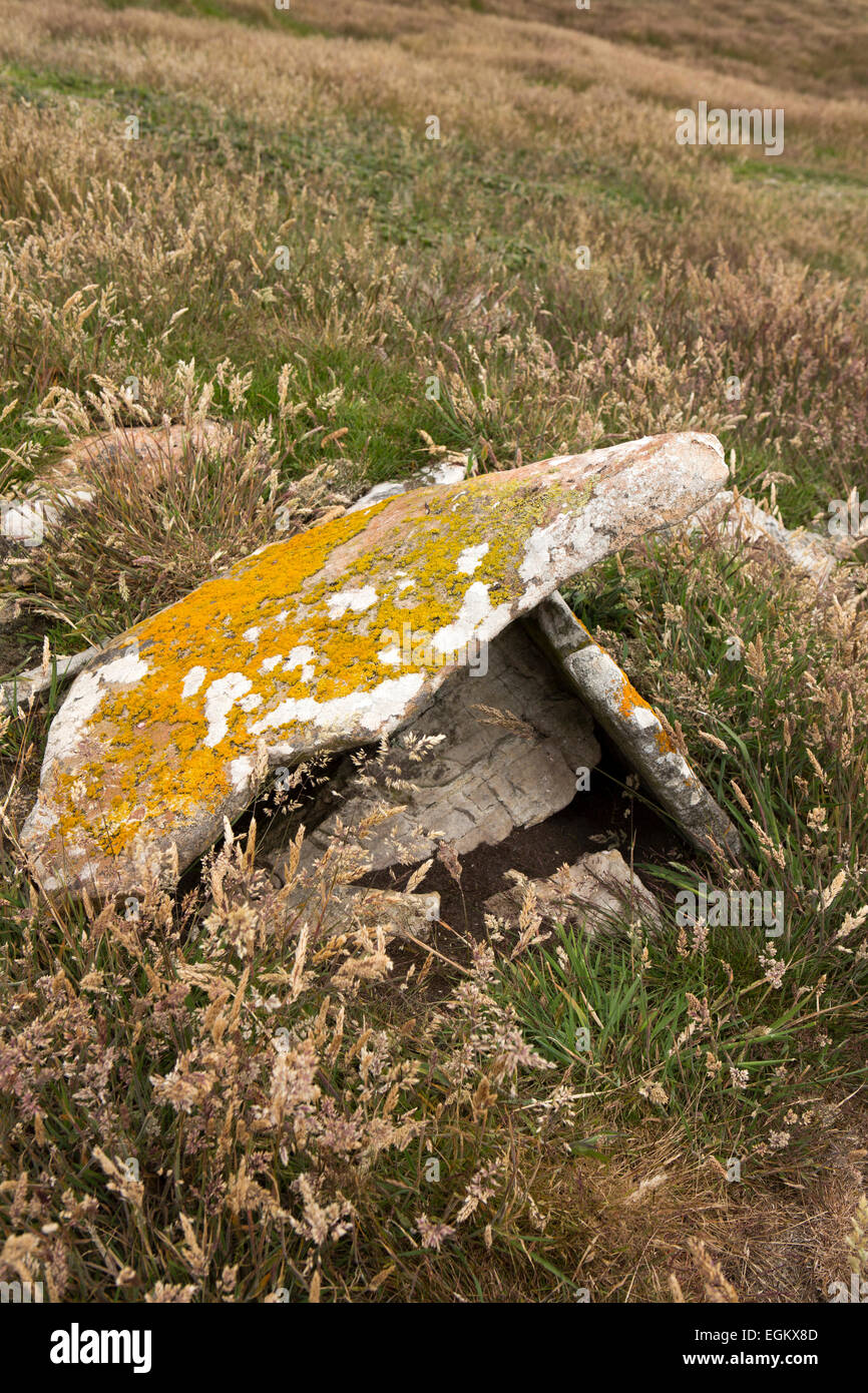Atlantique Sud, îles Malouines, l'île de la carcasse, des roches couvertes de lichens dans les prairies Banque D'Images