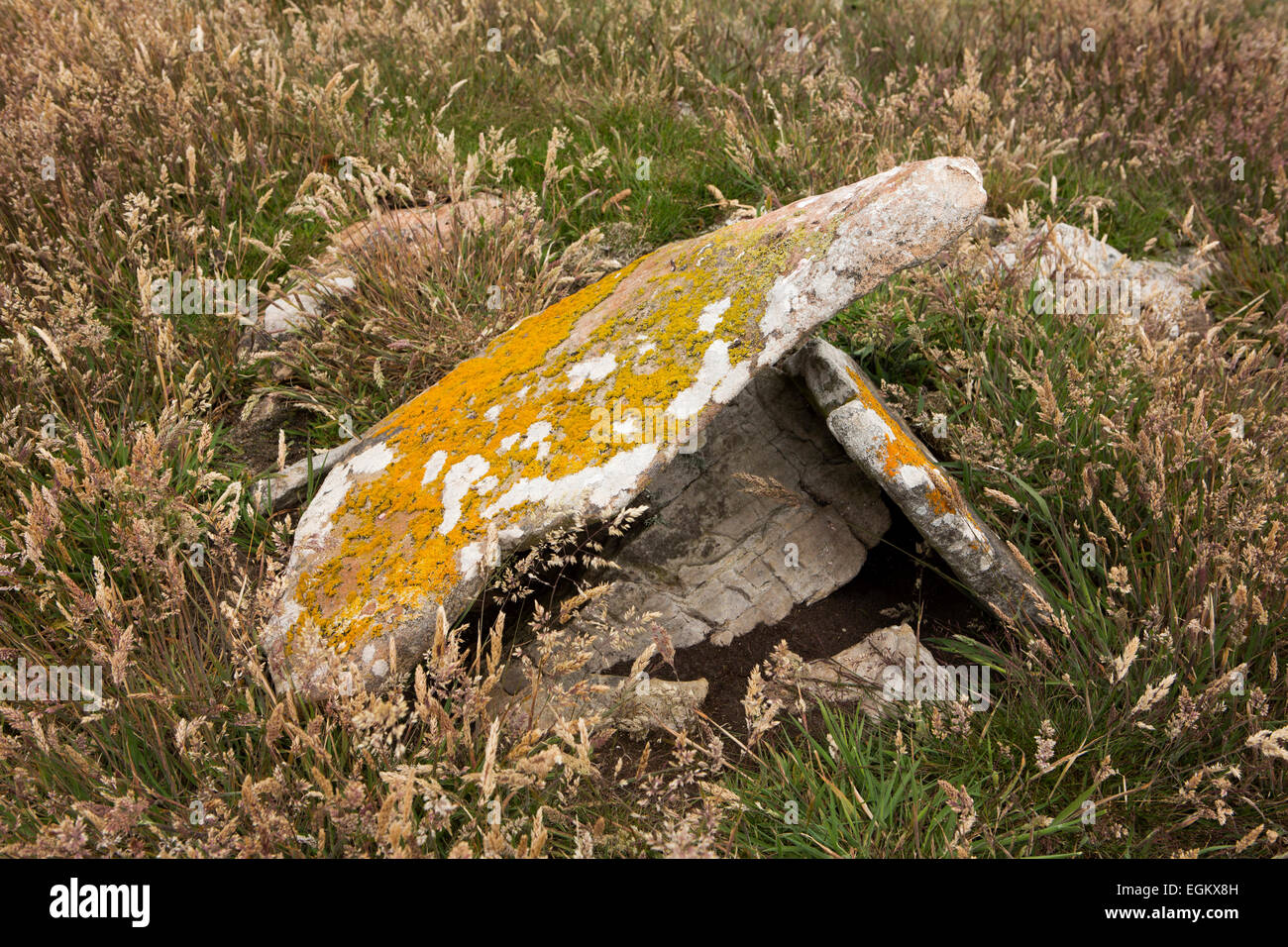 Atlantique Sud, îles Malouines, l'île de la carcasse, des roches couvertes de lichens dans les prairies Banque D'Images