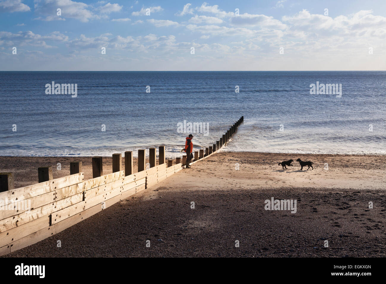 Homme marchant les chiens sur la plage déserte de brise-lames d'hiver passé en hiver Banque D'Images