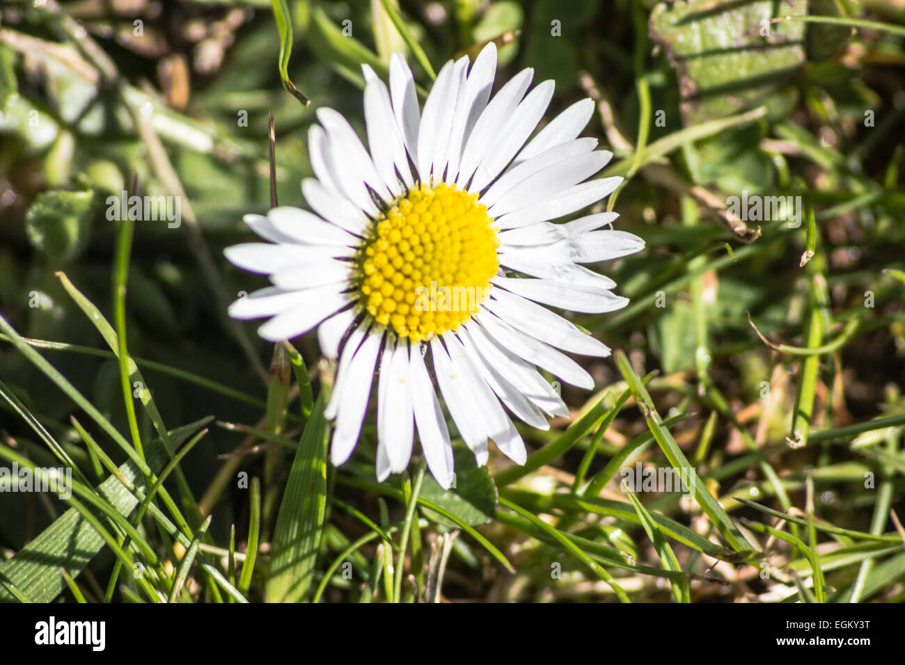 Un gros plan d'un pissenlit en fleurs avec un arrière-plan. Banque D'Images