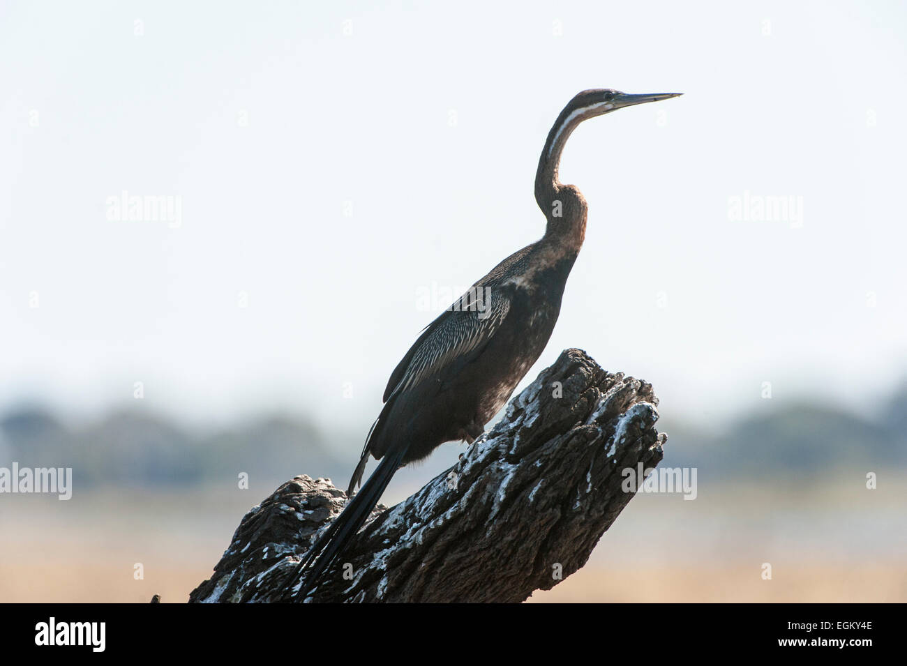 Dard africain Snakebird debout sur souche d'arbre mort Banque D'Images