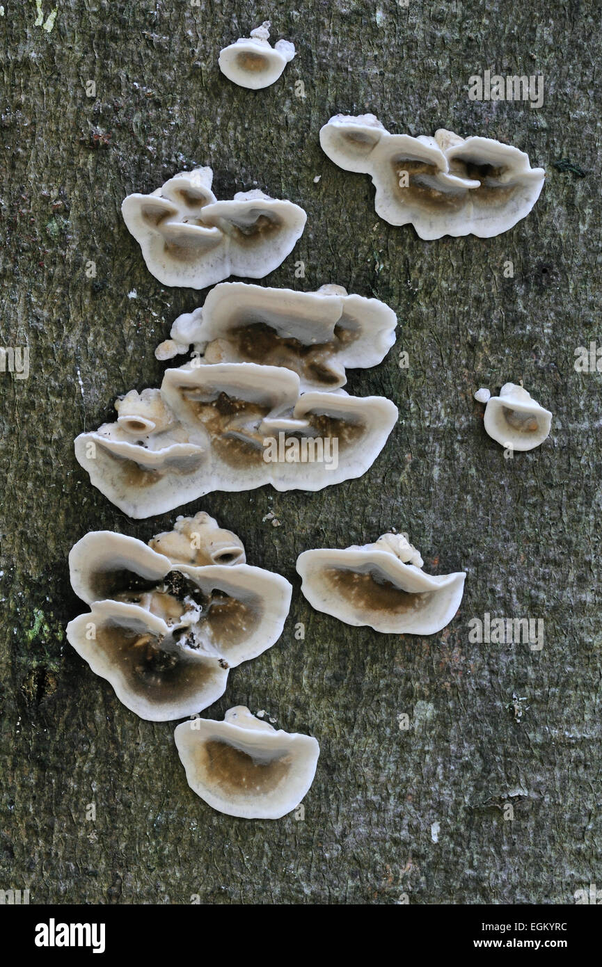 Support / Smoky smoky polypore / pourriture blanche (Bjerkandera adusta) growing on tree trunk Banque D'Images