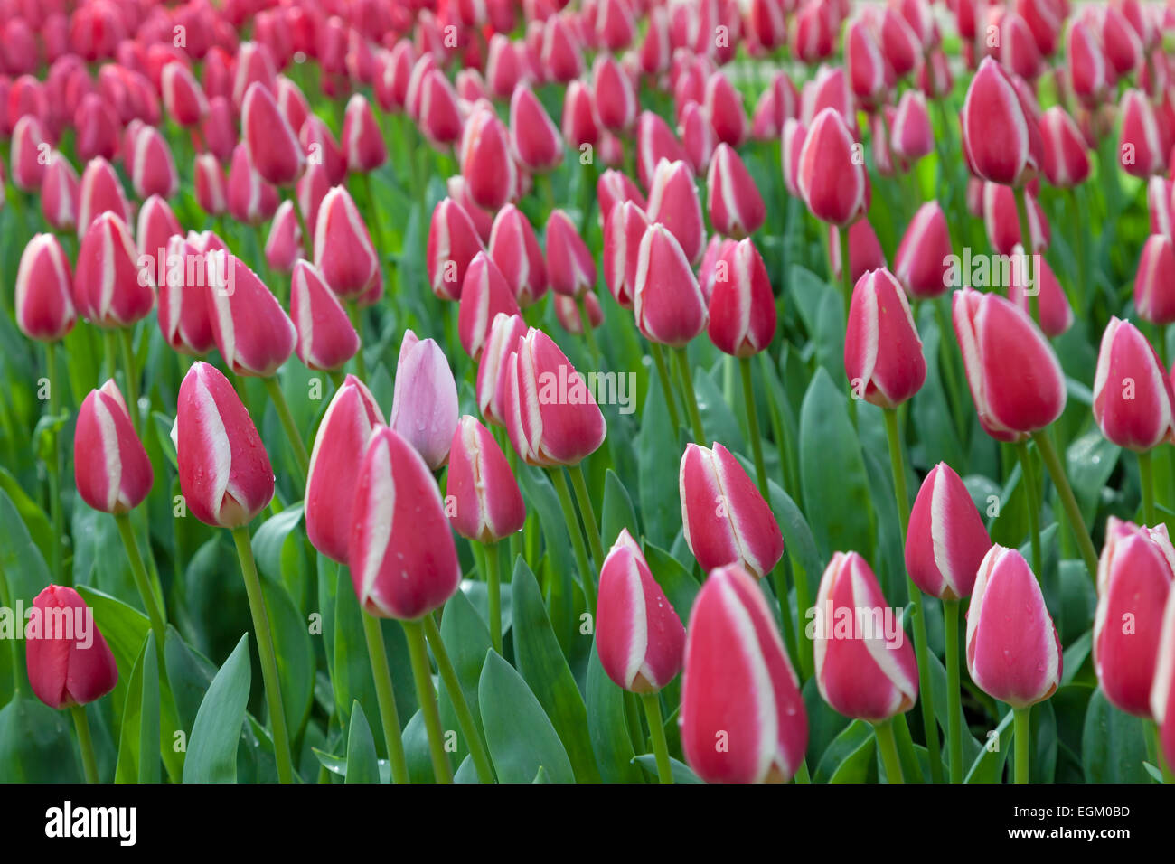 Tulip Flowers Background Banque D'Images