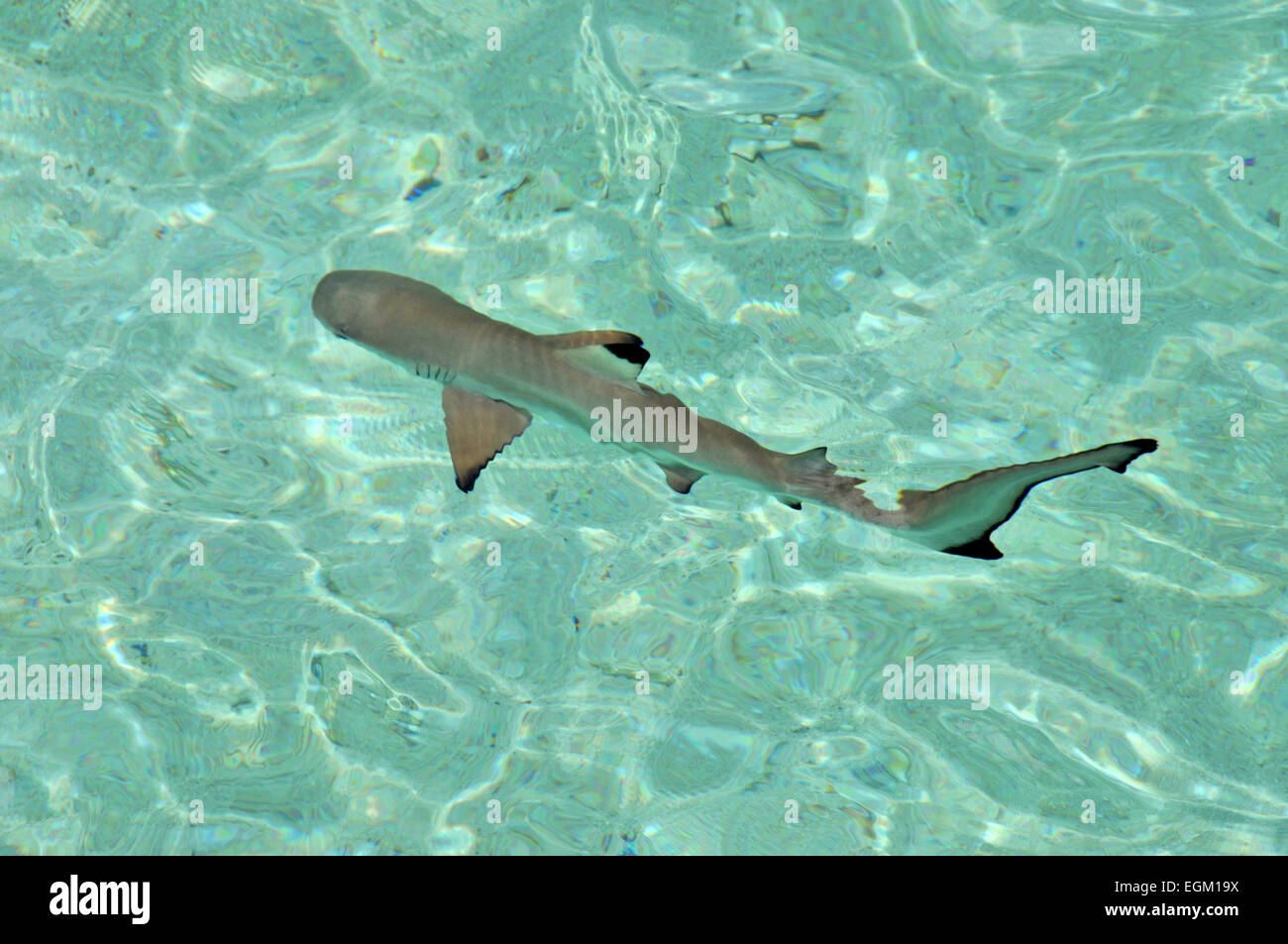 Bebe Requin Banque D Image Et Photos Alamy Bebe Requin Banque D Image Et Photos Alamy