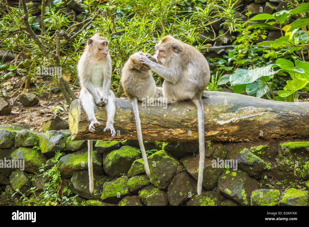 Famille de singes Banque D'Images