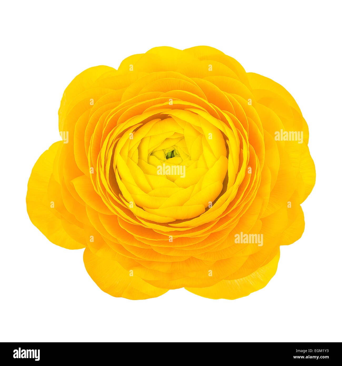 Fleur jaune d'buttercup Banque D'Images