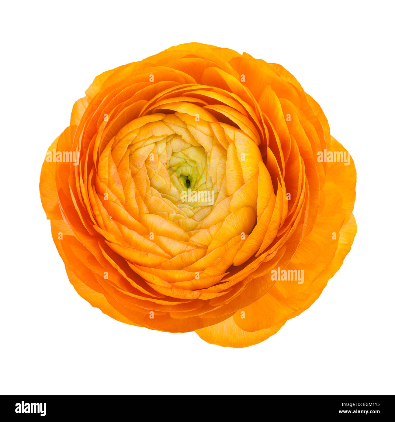 Orange flower isolated on white Banque D'Images