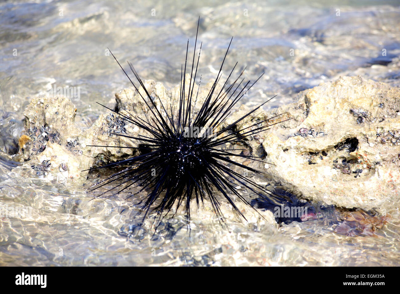 Sea urchin avec de grandes aiguilles dans l'eau peu profonde Banque D'Images