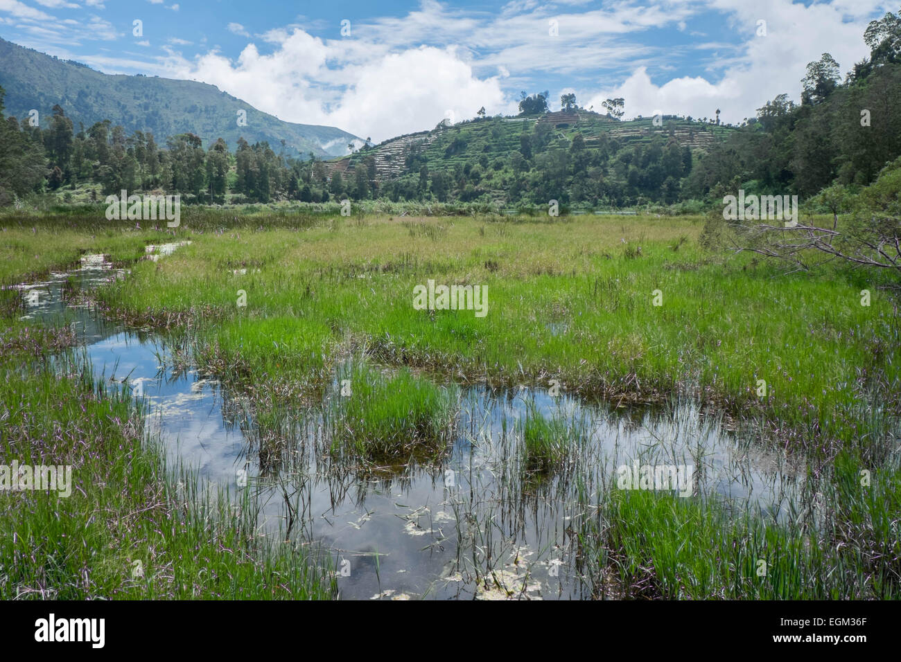 Telaga Warna à zone herbeuse, Dieng plateau, Indonésie Banque D'Images