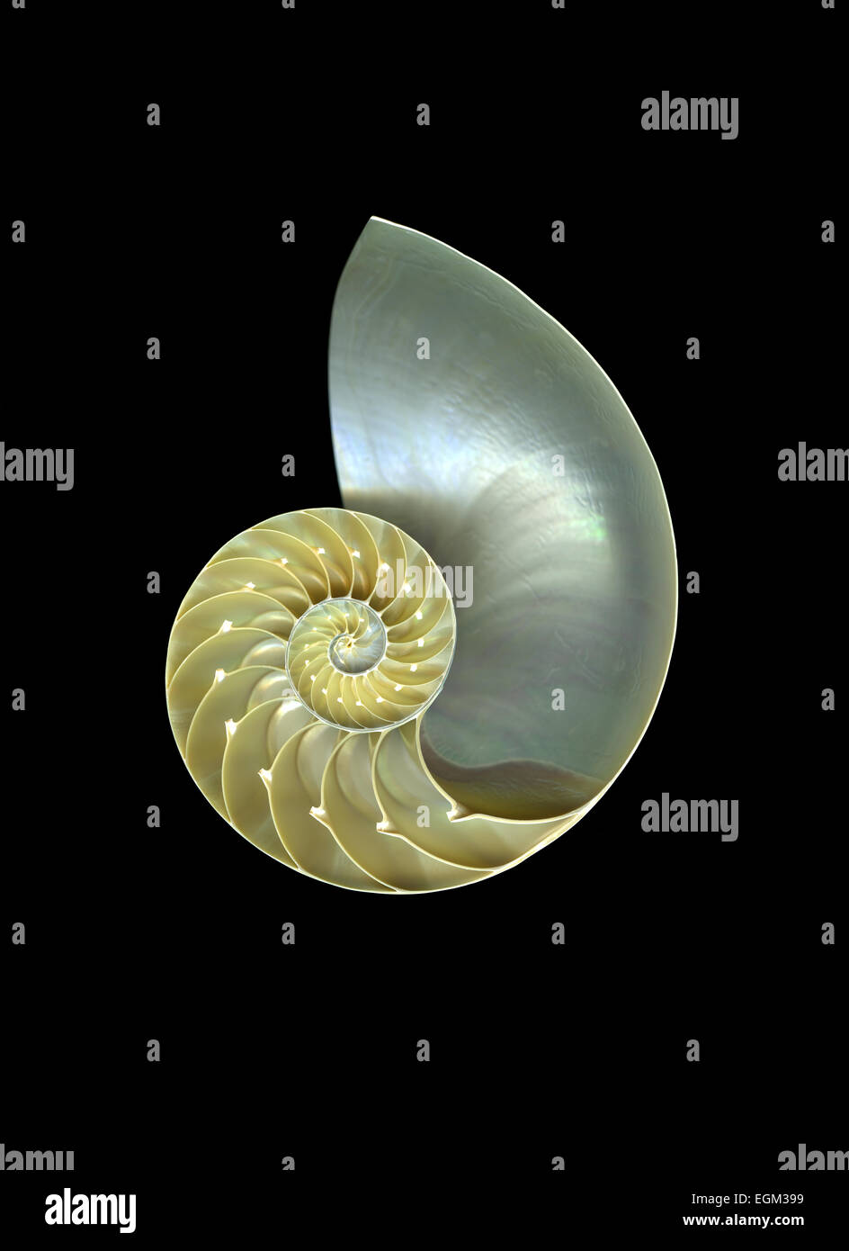 Nautilus shell dynamiques isolés contre fond noir Banque D'Images