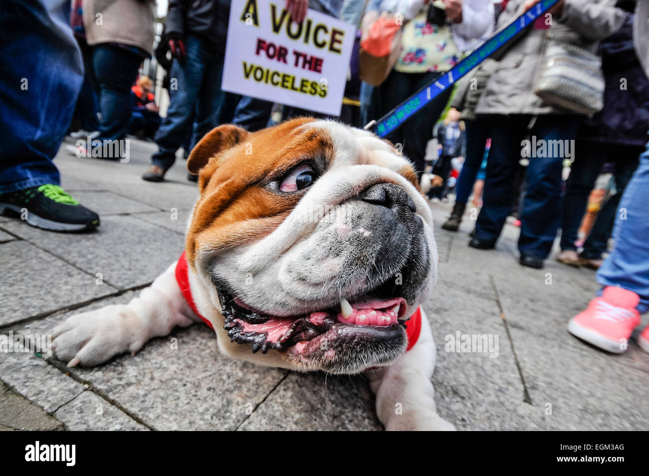 Belfast, Irlande du Nord. 27 Apr 2014 - Bulldog se trouve sur le trottoir alors que des centaines de personnes se rassemblent pour un rassemblement appelant à la fin à la cruauté envers les animaux, et des lois plus sévères pour les agresseurs. Banque D'Images