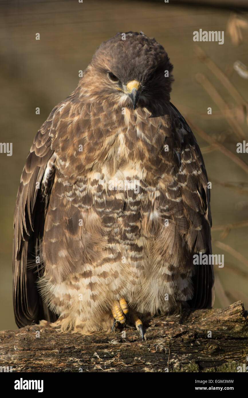 Buse variable sur la branche. Profil complet. Au printemps. Banque D'Images