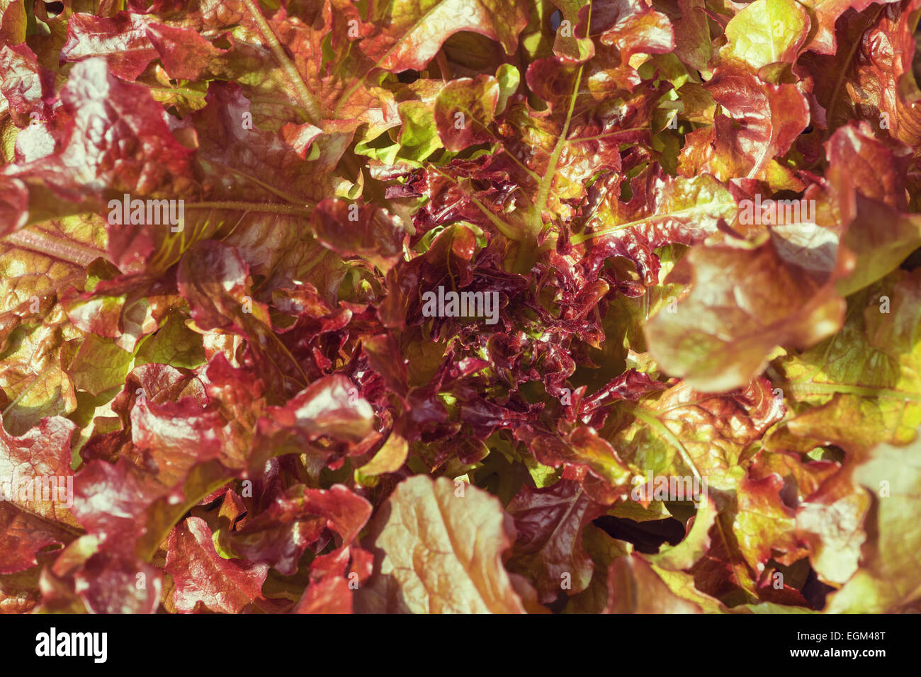 Un gros plan de laitue frisée rouge dans le jardin. Banque D'Images