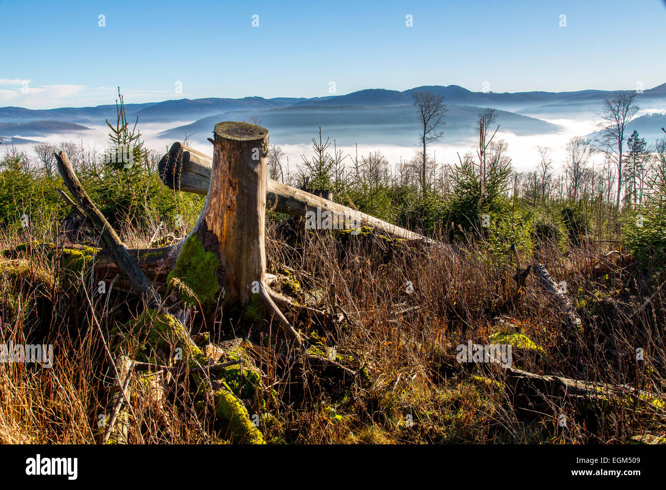 Dans la zone de montagne du Sauerland, a été frappé par l'ouragan "Kyrill" en 2007, le total des forêts détruites, Banque D'Images