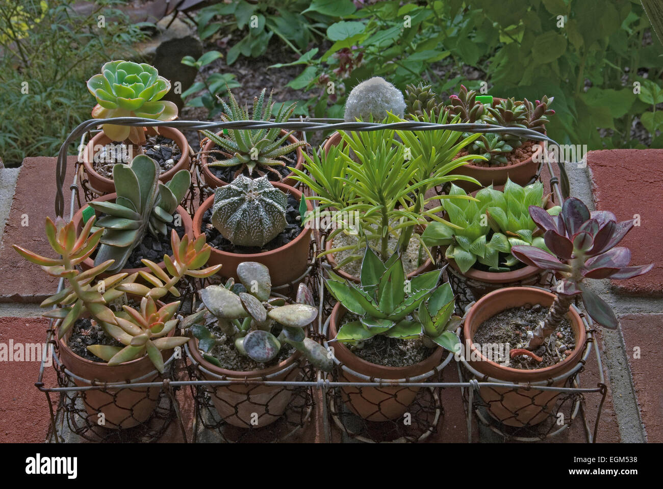 Assortiment de cactus et plantes grasses dans la corbeille en fil Banque D'Images