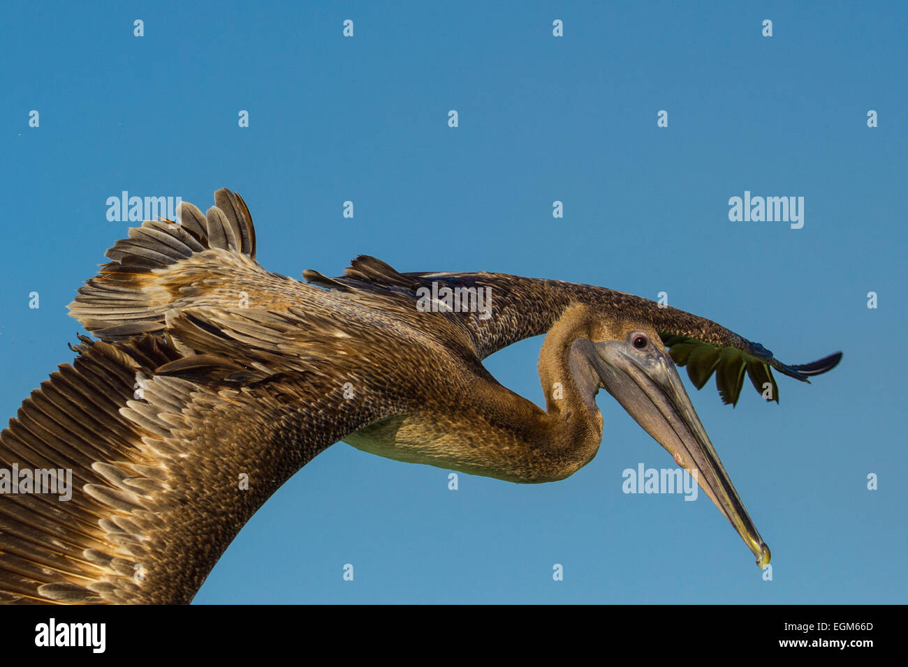 Voir des immatures pélican brun passant en vol avec des ailes déployées Banque D'Images