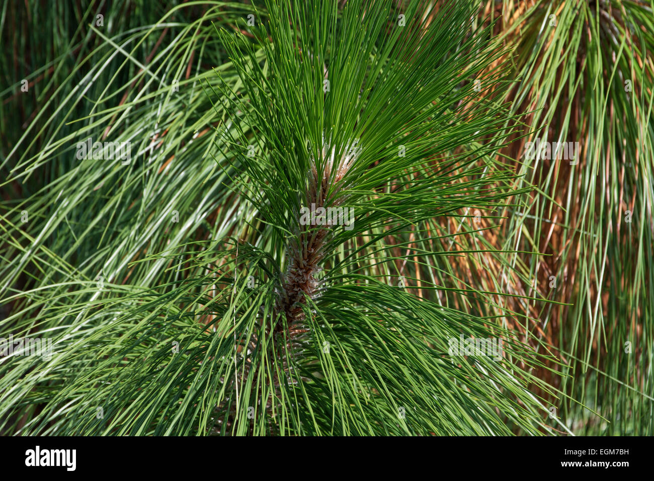 Pin des marais (Pinus palustris). Banque D'Images