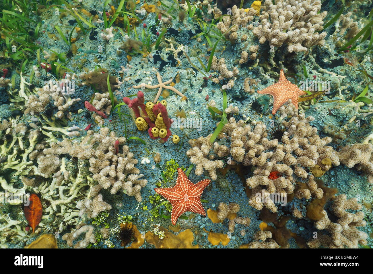 Des fonds marins colorés dans la mer des Caraïbes avec les coraux, des étoiles de mer, les éponges et les anémones Banque D'Images