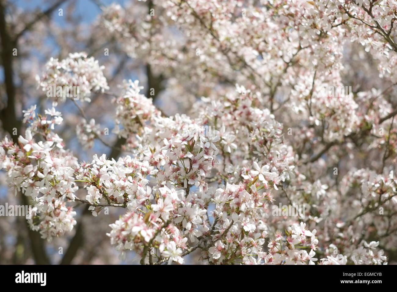 Cerisier en fleur avec des fleurs blanc rose Banque D'Images