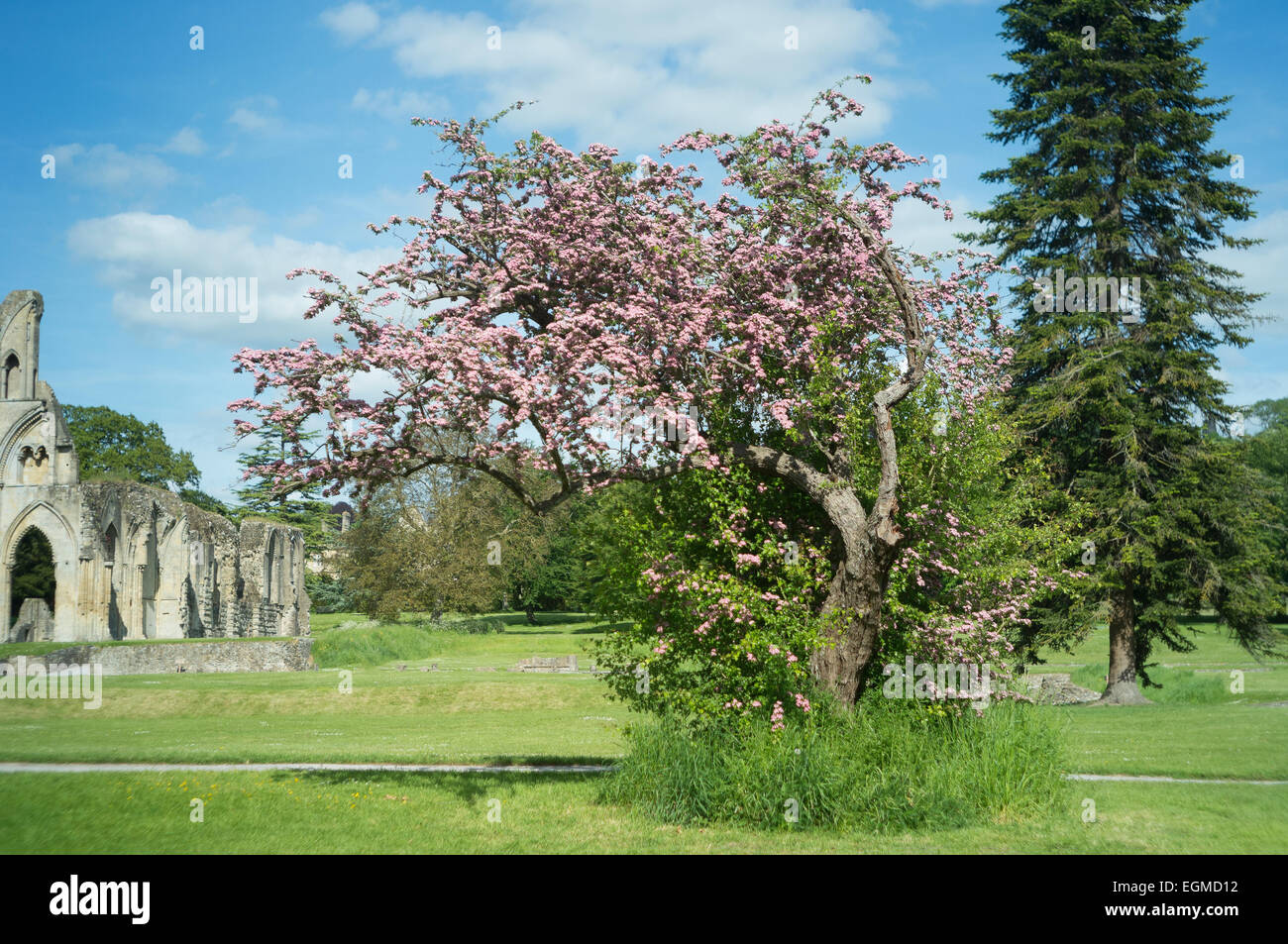 Un arbre épineux dans les motifs d'Abby Glastonbury Banque D'Images