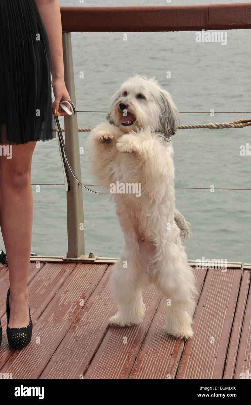 CANNES, FRANCE - 16 MAI 2013 : 'Britain's Got Talent" gagnant à Pudsey photocall au 66e Festival de Cannes pour annoncer son nouveau film 'Pudsey : Le film'. Banque D'Images