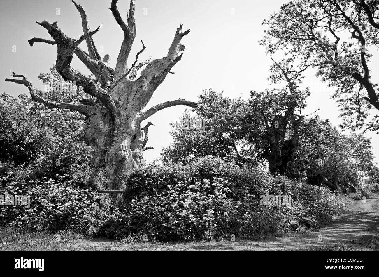 Les vieux chênes appelée Gog et Magog à Glastonbury, Somerset Banque D'Images