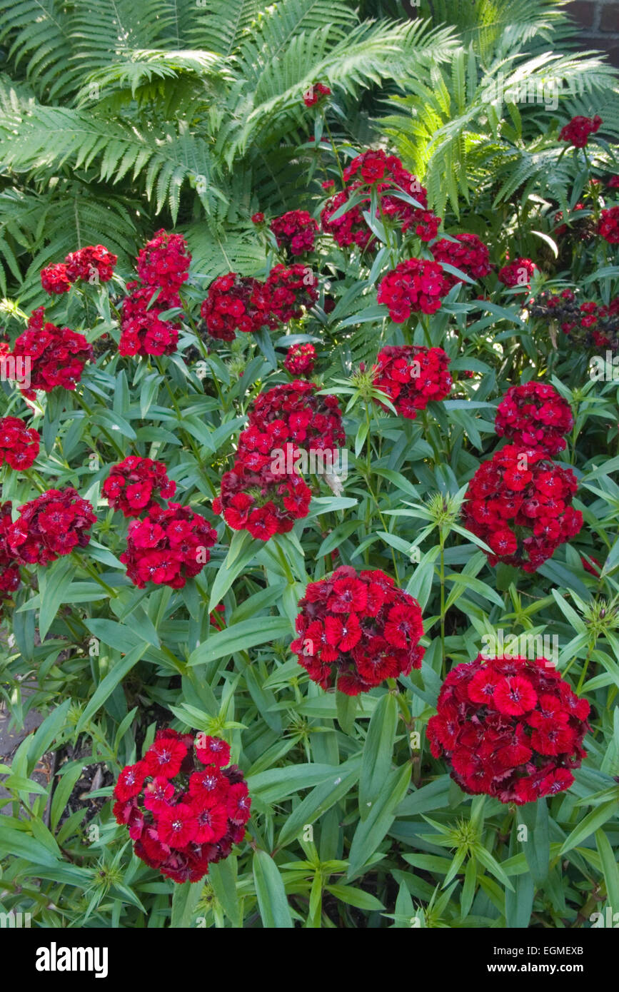 Sweet William - Dianthus 'Sweet barbare Red' Banque D'Images