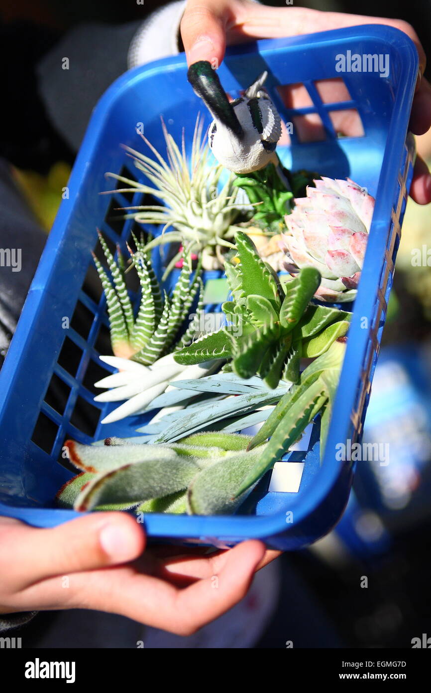 Tous les types de plantes succulentes dans un bac en plastique Banque D'Images