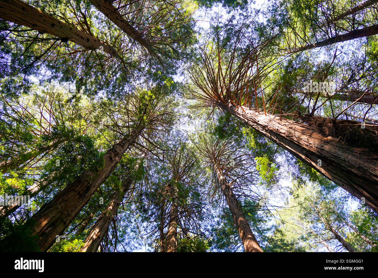 Soleil dans une grande forêt de Redwood en Californie du nord, Muir Woods, San Francisco. Banque D'Images