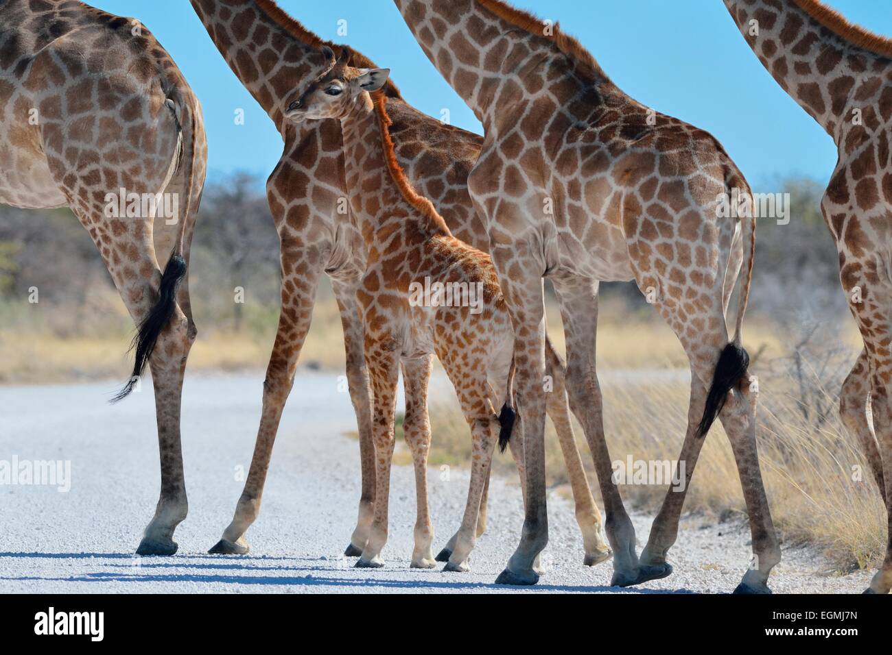 Les Girafes (Giraffa camelopardalis), les femelles adultes et les jeunes, en traversant une route de gravier, Etosha National Park, Namibie, Afrique Banque D'Images