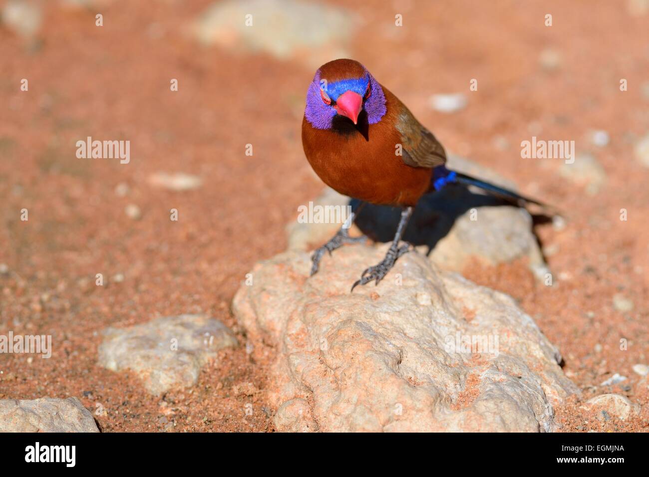 Violet-eared Waxbill (Uraeginthus granatina), homme, debout sur une pierre, Kgalagadi Transfrontier Park, Northern Cape, Afrique du Sud Banque D'Images