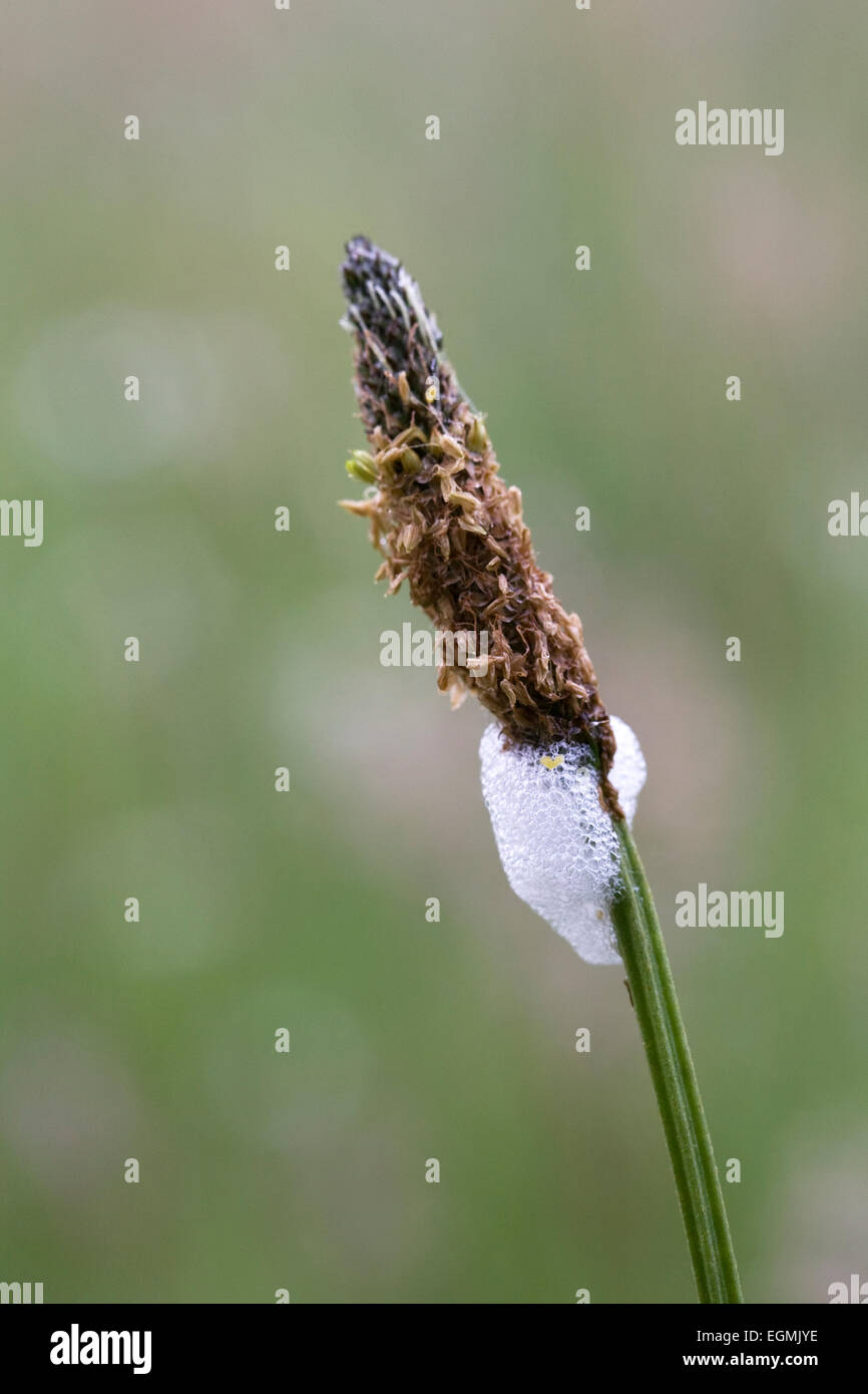 Spittle Froghopper sur l'herbe. Banque D'Images
