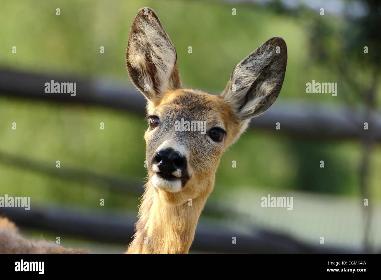 Portrait d'un jeune chevreuil biche Banque D'Images