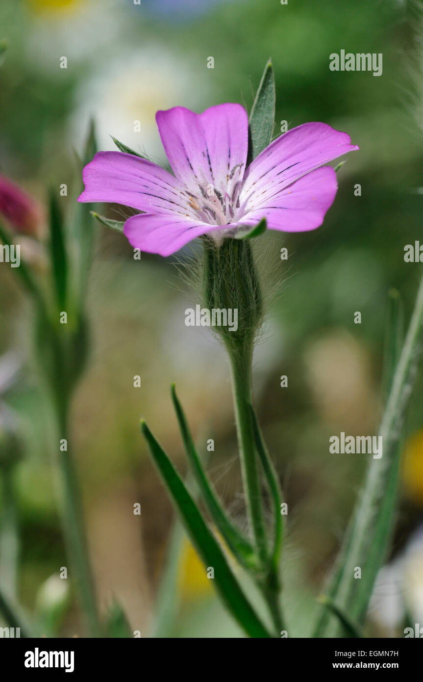 - Corncockle Agrostemma githago arables rares Fleurs sauvages Banque D'Images