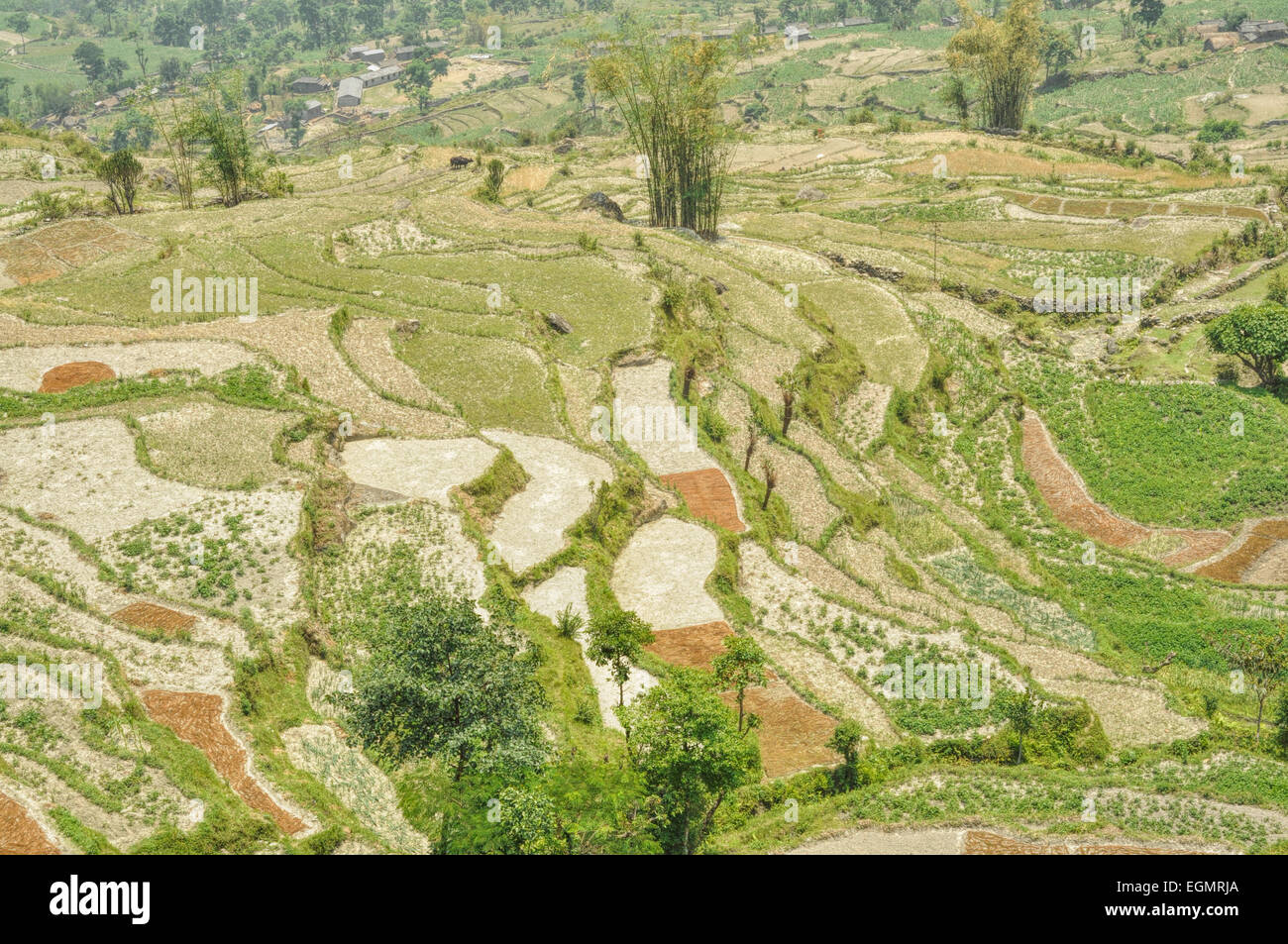 Vue aérienne de pittoresques champs en terrasses au Népal Banque D'Images