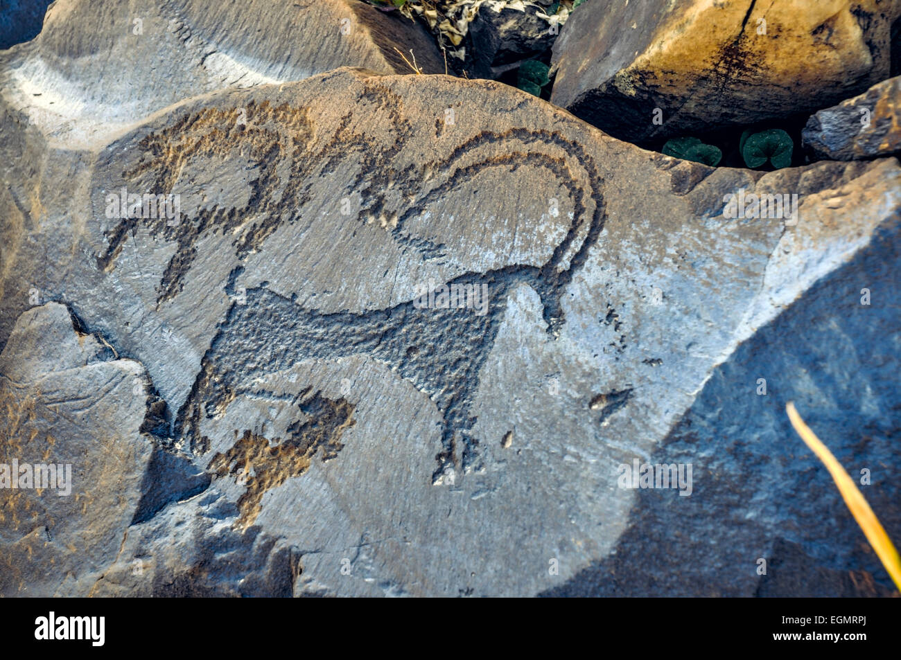 Close up of ancient pictogrammes gravés sur rock le Saimaluu site Tash au Kirghizstan Banque D'Images