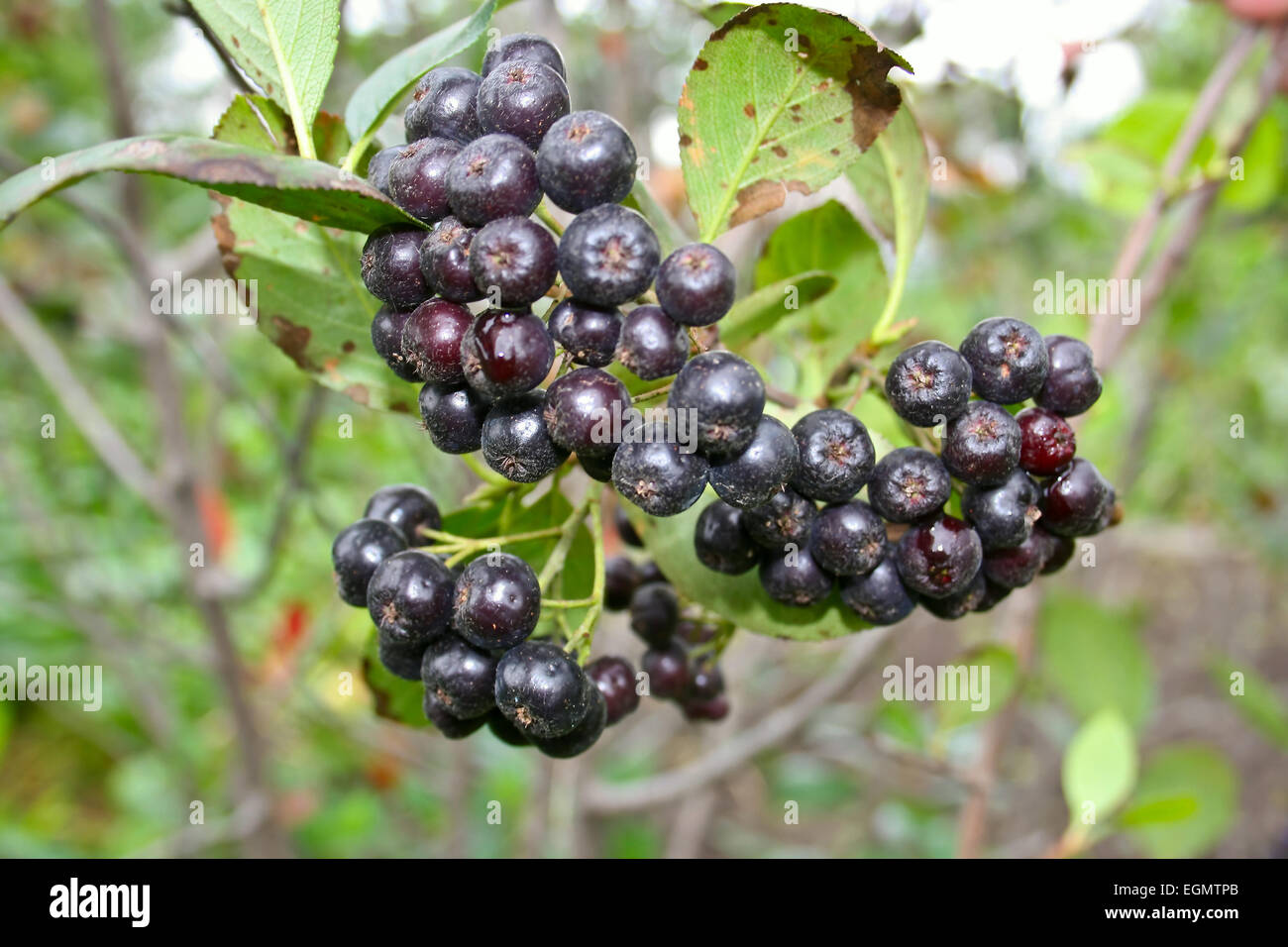 Groupe de black chokeberry Aronia melanocarpa - fruits. Banque D'Images