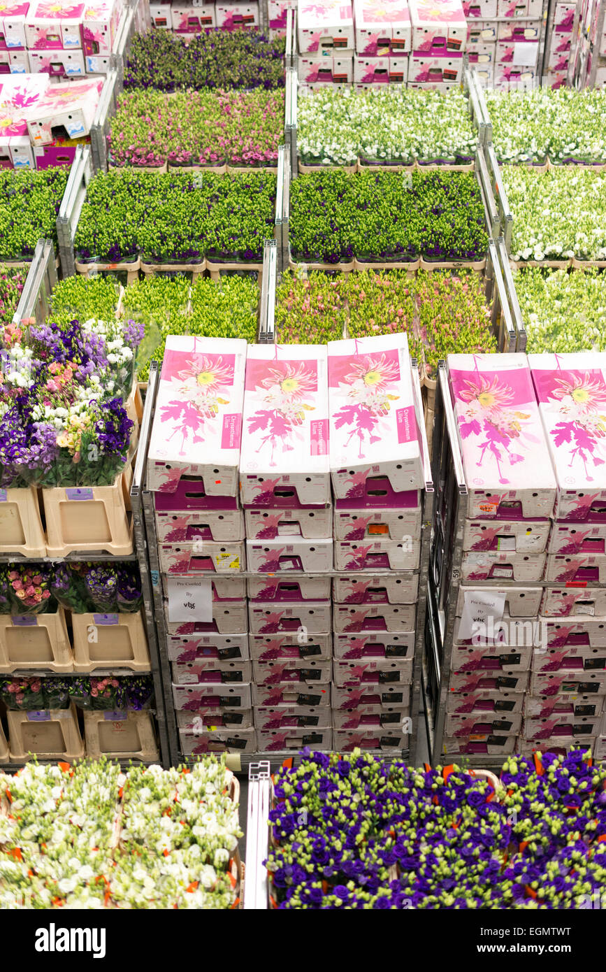 Boîtes de fleurs au Flora Holland vente aux enchères de fleurs à Aalsmeer Amsterdam Pays-Bas Banque D'Images