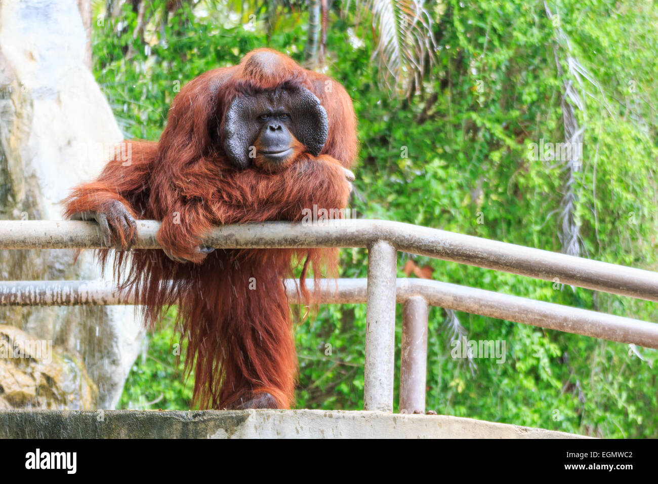 Orang-outan (Pongo pygmaeus) en Thaïlande ( trouvé à l'île de Bornéo , l'île de Sumatra en Indonésie ) Banque D'Images