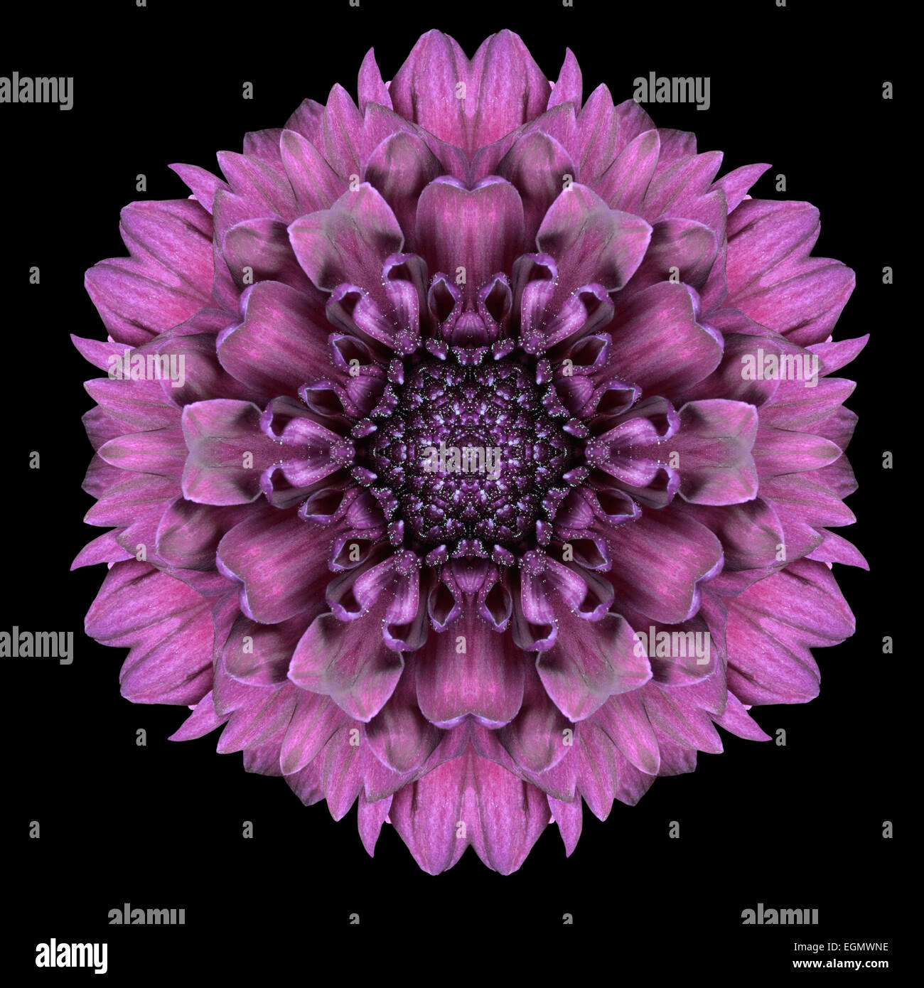 Mandala de fleurs de mauve. Conception kaléidoscopique isolé sur fond noir. Motif en miroir Banque D'Images