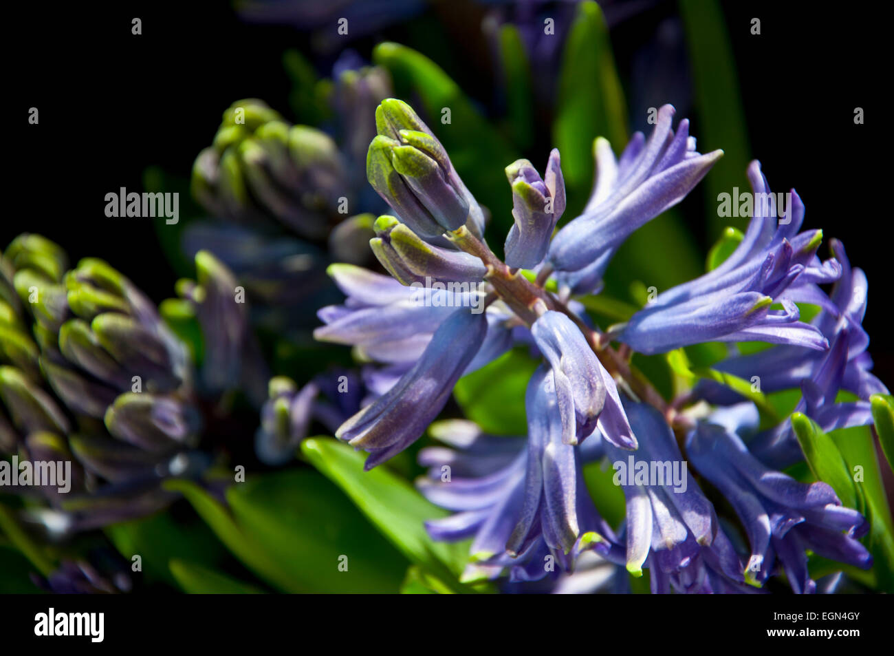 Bouton floral violet bleu jacinthes Hyacinthus orientalis Banque D'Images