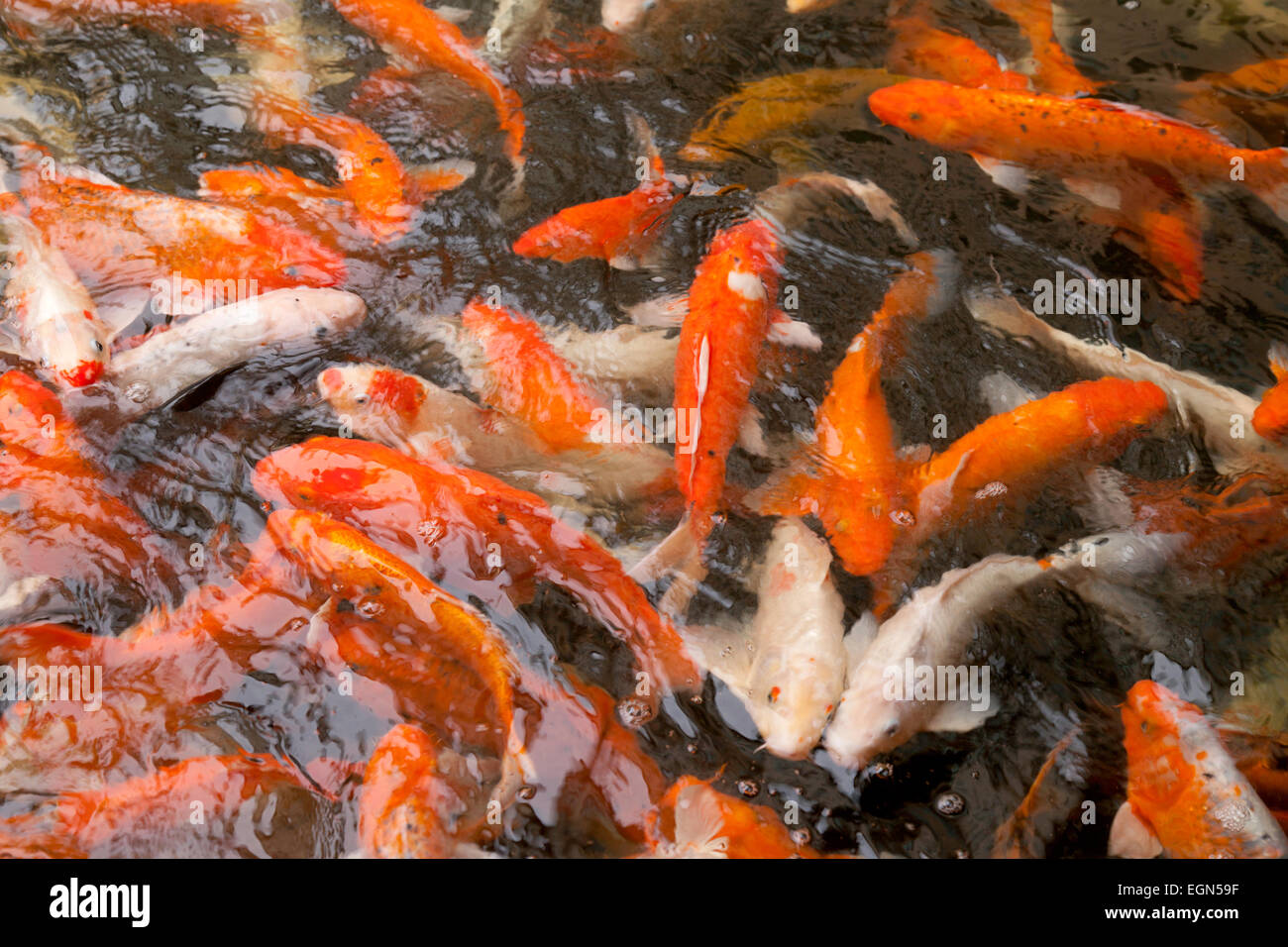 La carpe koï (Cyprinus carpio ) poisson ; un grand groupe de poissons Banque D'Images