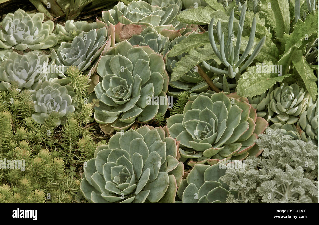 Echeveria avec d'autres plantes succulentes - tons de gris Banque D'Images