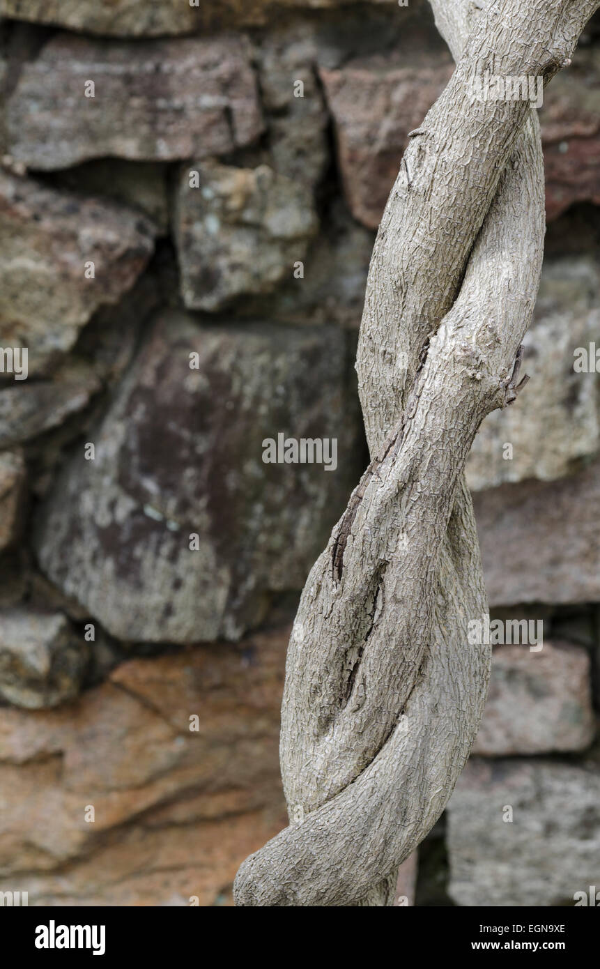En sommeil de gros et vieux tronc glycine torsadée en face du mur de pierres naturelles. Banque D'Images