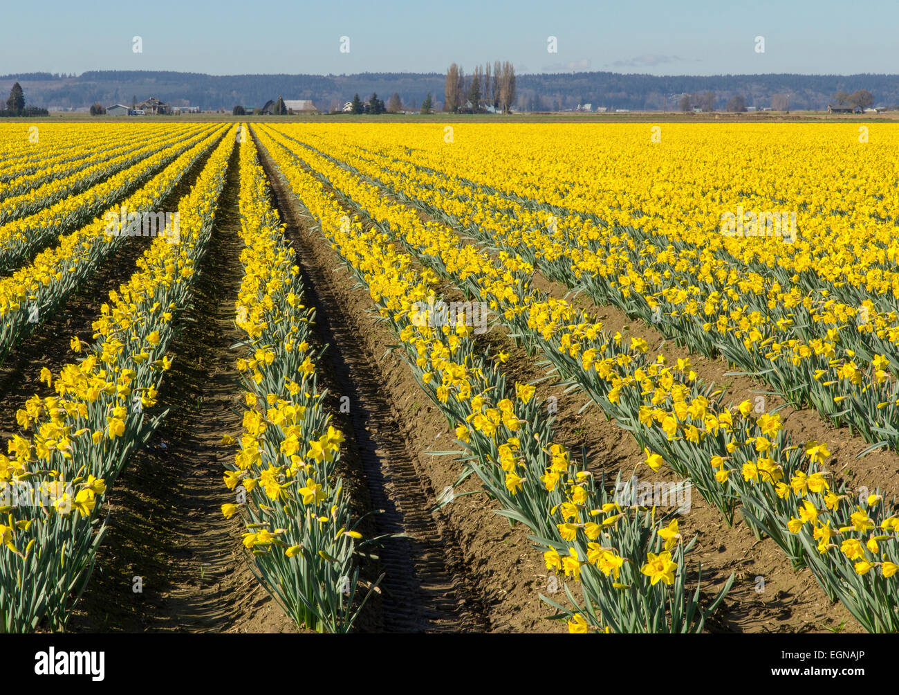 Rangées de jonquilles dans Skagit County, Washington, coudé vers la gauche Banque D'Images