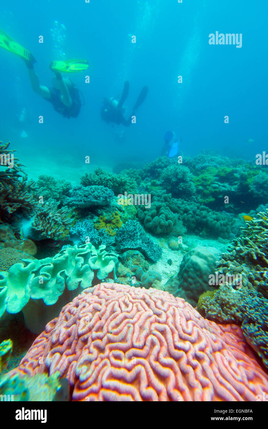 L'Asie du Sud, les Philippines, les Visayas, Cebu, Apo Island et Plongée sous-marine life Banque D'Images
