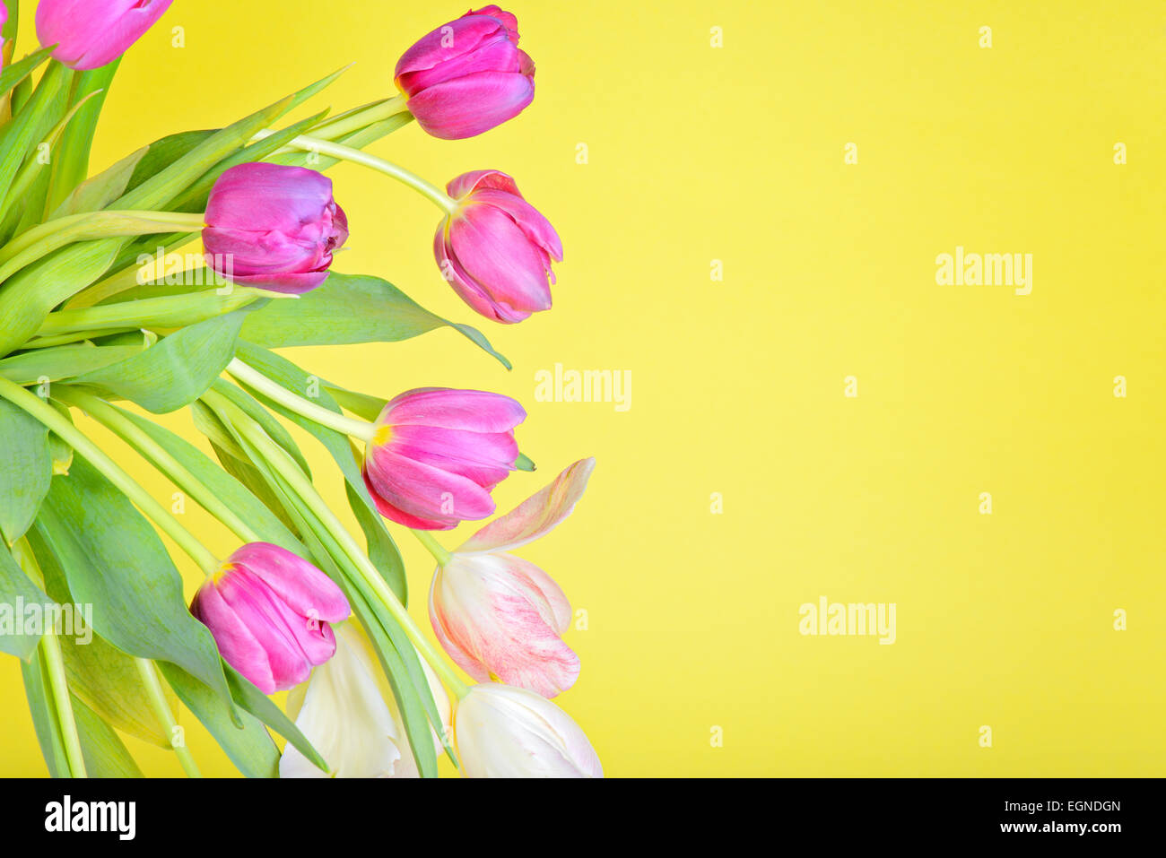 Vue de les tulipes sur papier jaune Banque D'Images