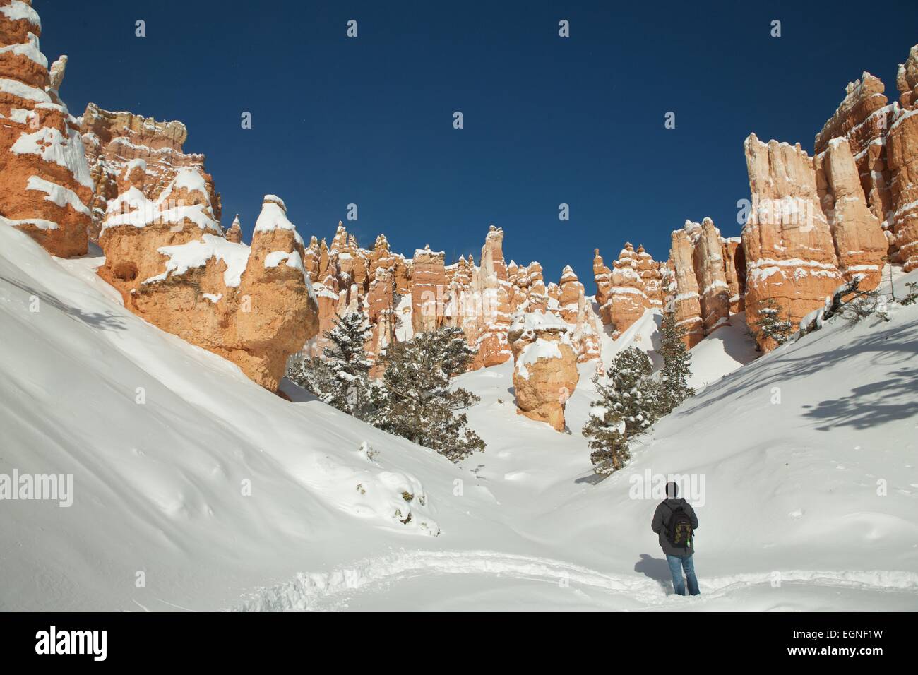 Un randonneur dans le Parc National de Bryce Canyon dans l'Utah, United States en hiver. Banque D'Images